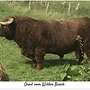 Highland Cattle, Bulle, Hochlandrind - Bild 4