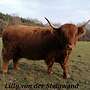 Highland Cattle, Bulle, Hochlandrind - Bild 5