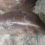 Limousin Deckbulle  PP Homozygot  - Bild 3