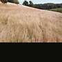 Biete Heu (1. Schnitt) aus artenreicher Magerwiese - Bild 3