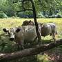 Verkaufe Galloways - Bild 3