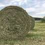 Heu zu Verkaufen - Bild 2