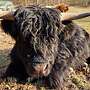 Schottisch Hochland Highland Cattle Jungbulle - Bild 2