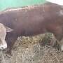 Limousin Deckbulle  PP Homozygot  - Bild 4