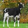 Interessante Holstein Friesian Jungrinder zur Zucht zu verkaufen - Bild 2