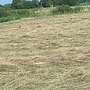 HEU • PFERDEHEU • 1. Schnitt • ohne Dünger - Bild 3