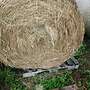 Heuballen mit Transport verkaufe - Bild 2