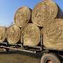 Heu Rundballen 1.Schnitt 2024 gutes Pferdeheu 1´30m Durchmesser  - Bild 2