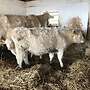 Charolais Absetzer weiblich - Bild 2