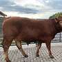 Limousin Herdbuch Deckbullen PP Pp gen. Hornlos  - Bild 2