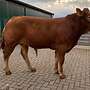 Limousin Herdbuch Deckbullen PP Pp gen. Hornlos  - Bild 3
