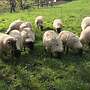 Schafe zu Verkaufen  - Bild 2