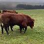 Limousin Bulle  - Bild 6
