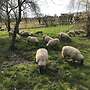 Schafe zu Verkaufen  - Bild 3