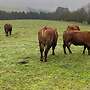 Limousin Bulle  - Bild 7