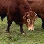 Limousin Bulle  - Bild 8