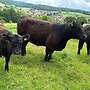 Tragende Kuh mit Kalb  - Bild 4