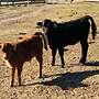 ** Rind / Dexter / Mutterkuh / Kalb ** - Bild 4