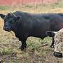 Galloway Bulle - Bild 3
