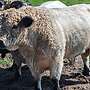 Galloway Bulle - Bild 6