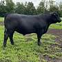 Aberdeen Angus Zuchtbullen - Bild 2