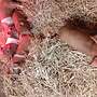 Ferkel Mix rote Husumer x Duroc  - Bild 2