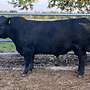 Aberdeen Angus Zuchtbullen - Bild 3