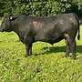 Aberdeen Angus Zuchtbullen - Bild 5