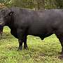 Aberdeen Angus Zuchtbullen - Bild 6