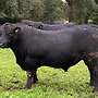 Aberdeen Angus Zuchtbullen - Bild 7