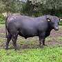 Aberdeen Angus Zuchtbullen - Bild 8