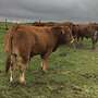 Limousin Deckbullen  - Bild 2