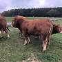 Limousin Deckbullen  - Bild 3