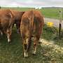 Limousin Deckbullen  - Bild 4