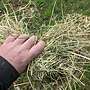 Bio Heu, Rundballen Heu  - Bild 4