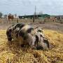 Öko-Ferkel und Schlachtschweine Bentheimer Duroc Sattelschwein - Bild 3