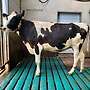 Holstein Färsen Tragend  - Bild 2