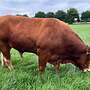 Limousin Deckbulle Herdbuch - Bild 2