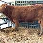 genetisch Hornlose Bio Limousin Herdbuch Bullen - Bild 2