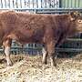 genetisch Hornlose Bio Limousin Herdbuch Bullen - Bild 3