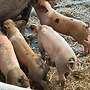 Ferkel aus Freilandhaltung - Bild 2