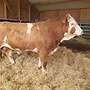 FLECKVIEH BULLE HORNLOS von 2019 - Bild 2