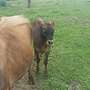 Angus Mix Jungbullen zum Verkauf - Bild 2