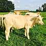 Bio Charolais Rinder - Bild 4