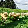 Bio Charolais Rinder - Bild 3
