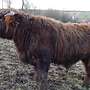 Highland Cattle Hochlandrinder - Jungbullen - Bild 4