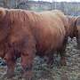Highland Cattle Hochlandrinder - Jungbullen - Bild 3