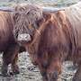 Highland Cattle Hochlandrinder - Jungbullen - Bild 2