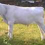 Reine Chianina  Bullen - Bild 6