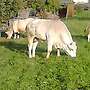 Reine Chianina  Bullen - Bild 3